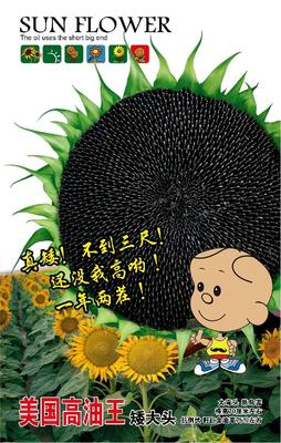 美国高油王