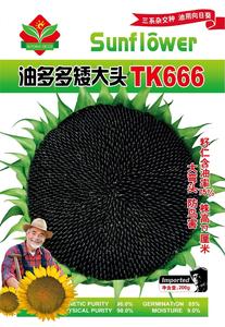 TK666油多多矮大头