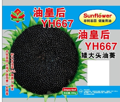 油皇后YH667版