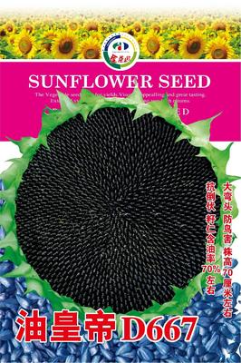 油皇帝D667