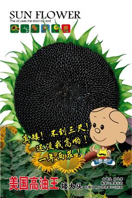 美国高油王 (2)