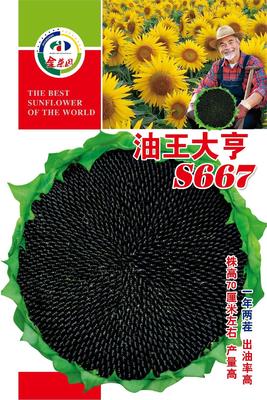油王大亨S667
