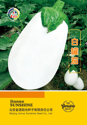 白罐茄