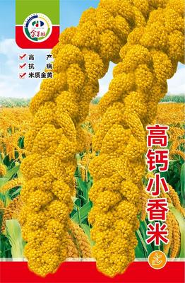 高钙小香米