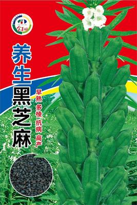养生黑芝麻