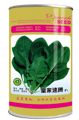 皇家速腾