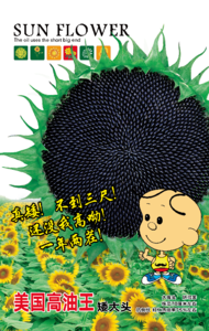 美国高油王矮大头