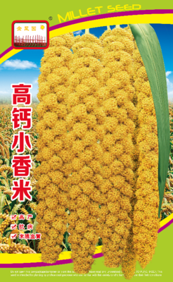 高钙小香米