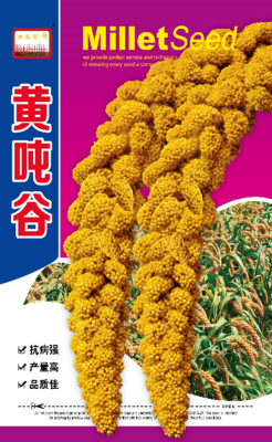 黄吨谷